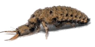 μυρμηκολέων